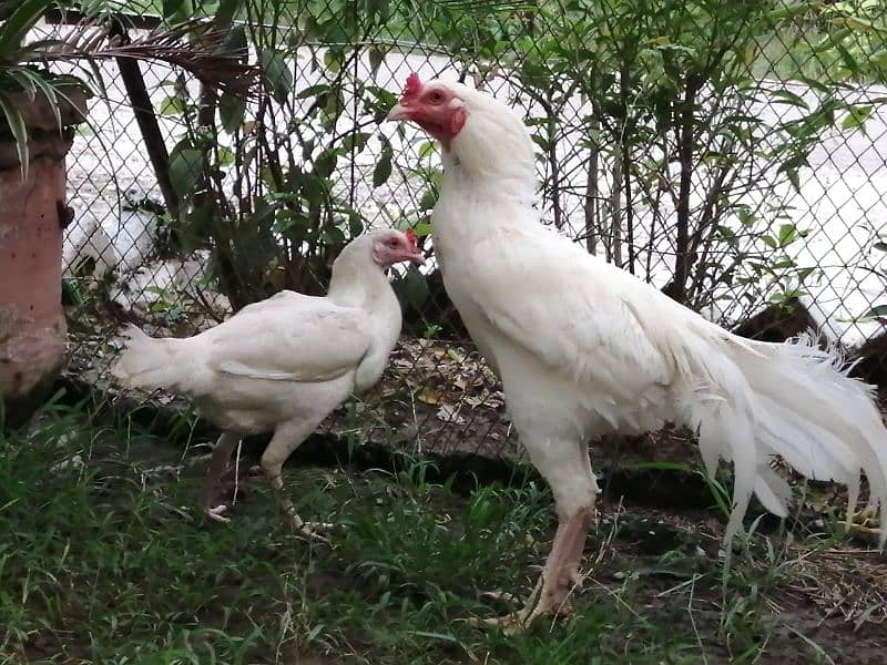 Heera Aseel eggs, chicks and breeders 10