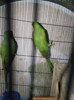 parrot pair