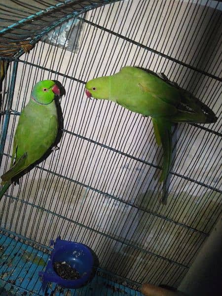 parrot pair 3