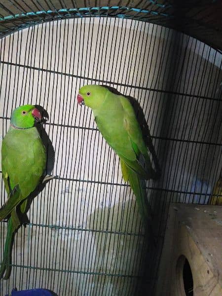 parrot pair 4