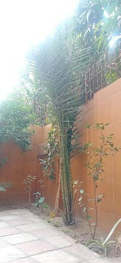 Free Date plants , kajoor plant  size 7 foot, See pictures