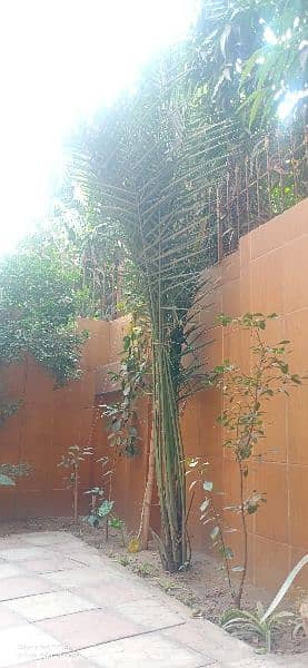 Date plants , kajoor plant  size 10 foot, See pictures 0