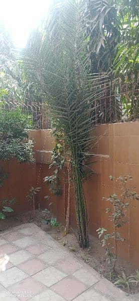 Date plants , kajoor plant  size 10 foot, See pictures 1