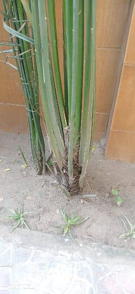 Date plants , kajoor plant  size 10 foot, See pictures 2