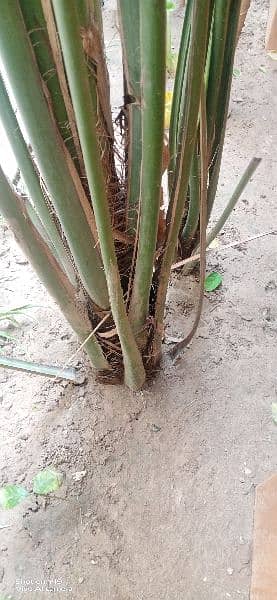 Date plants , kajoor plant  size 10 foot, See pictures 3