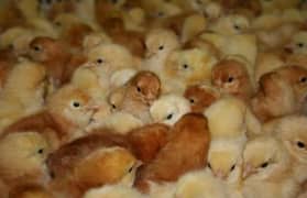 Brown Layer F-1 Chicks | Lohman | Eggs | Lohmann | Hen | RIR | Chicken