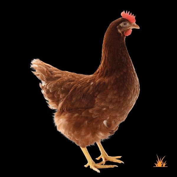 Lohmann Brown F-1 Chicks | Lohman | Eggs | Australorp | RIR | Layer ...