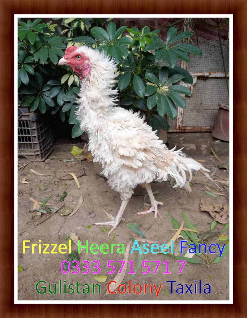 Frizzle,Aseel,Heera,Males,Taxila,Wah,Home,Delivery,O3335715717 9