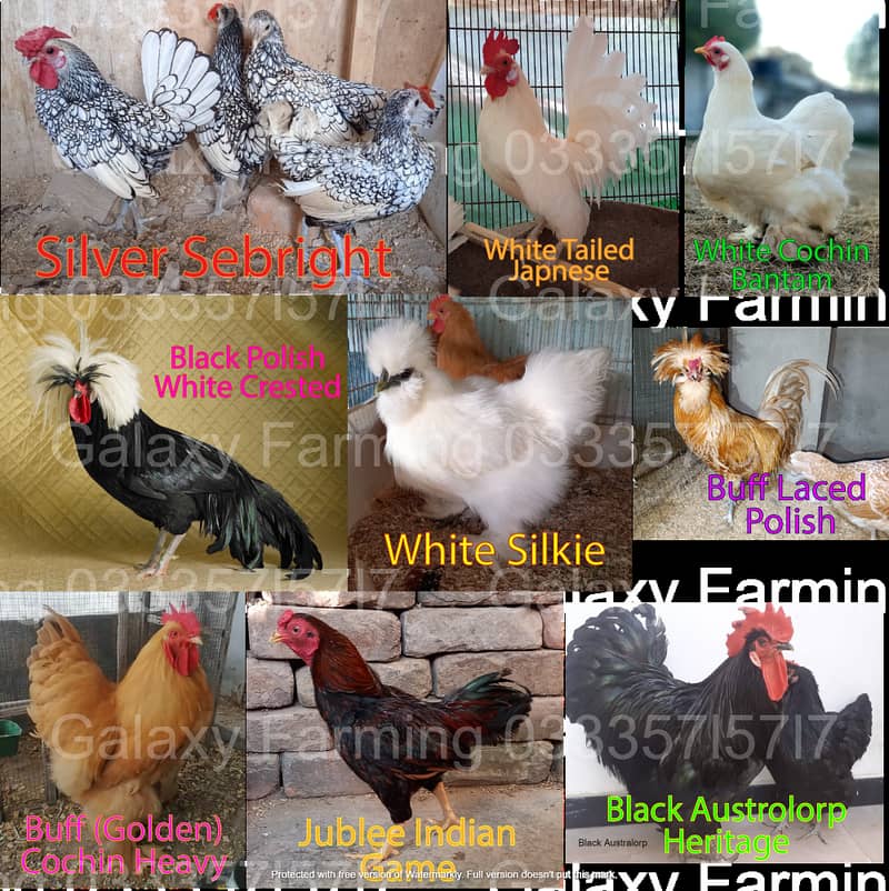 Fancy,Hen,Chicken,Chick,Egg,Aseel,Silkie,Polish,Sebright,03335715717 3