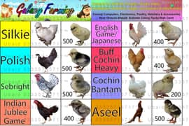 Fancy,Hen,Chicken,Chick,Egg,Aseel,Silkie,Polish,Sebright,03335715717 0