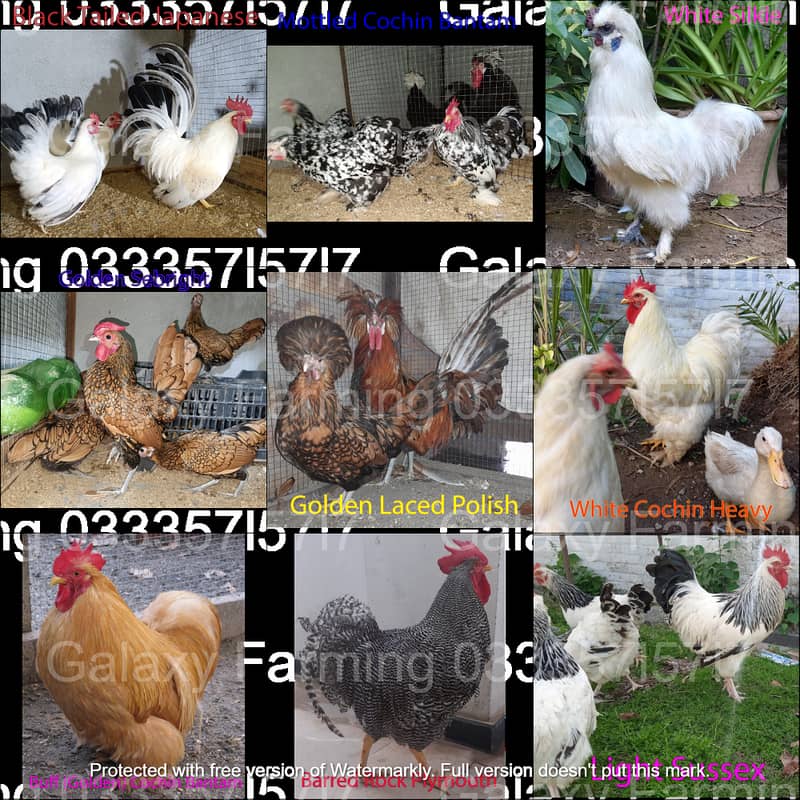 Fancy,Hen,Chicken,Chick,Egg,Aseel,Silkie,Polish,Sebright,03335715717 4