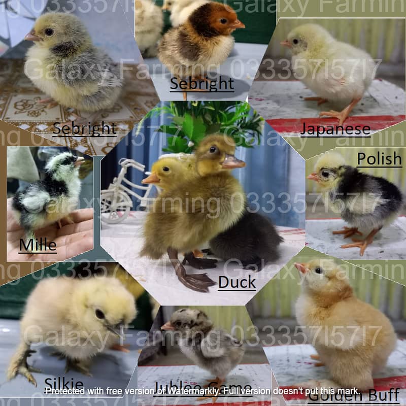Fancy,Hen,Chicken,Chick,Egg,Aseel,Silkie,Polish,Sebright,03335715717 5
