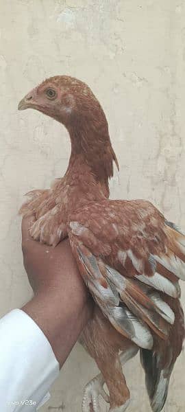 Aseel sindhi hen 4