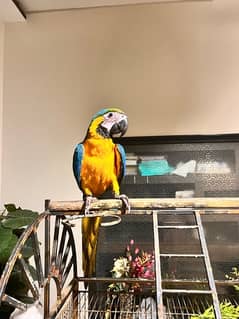 macaw talking parrot tamed with dna papers