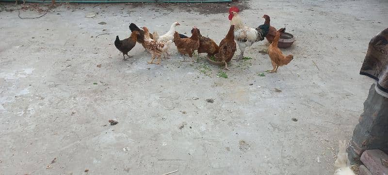 Golden Misri Eggs Laying Hen 6