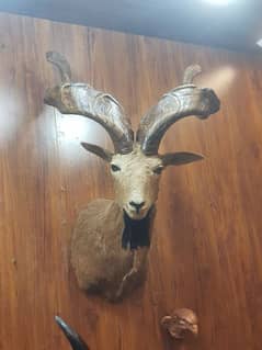 Markhor
