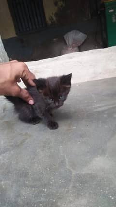 PERSIAN CAT BLACK ,