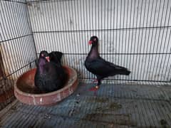 Supreme Quality Imported Breeding pairs Pigeons kabooter