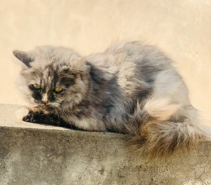 triple court female breeder cat 3