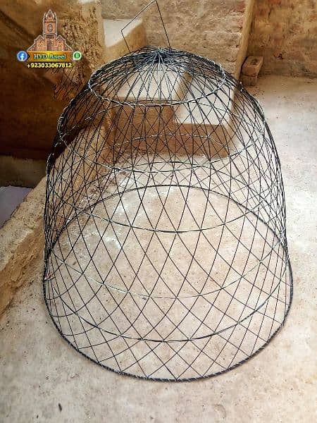 New Aseel Cage Chikoo Tokra 1