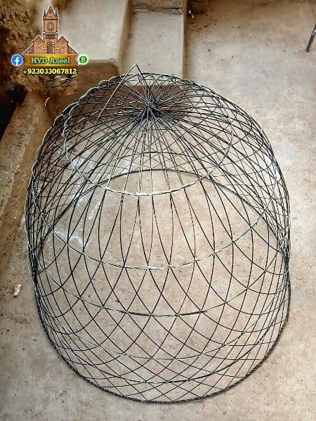 New Aseel Cage Chikoo Tokra 2