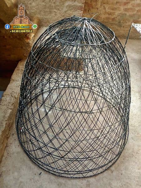 New Aseel Cage Chikoo Tokra 4