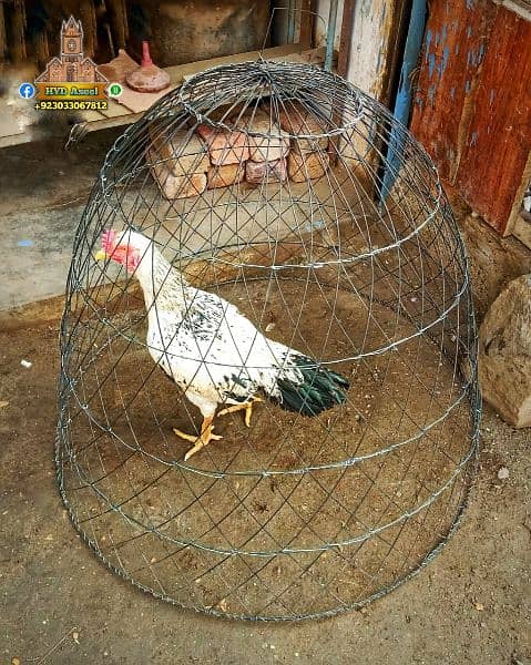 New Aseel Cage Chikoo Tokra 6