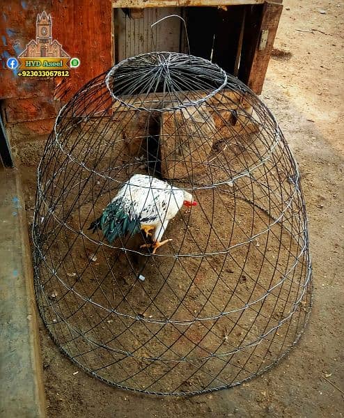 New Aseel Cage Chikoo Tokra 7