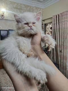 Persian white Punch female Kitten