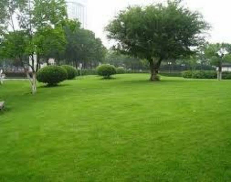 AMERICAN / NATURAL GRASS WHOLESALERS - Al Taj Arfa Nursery 2