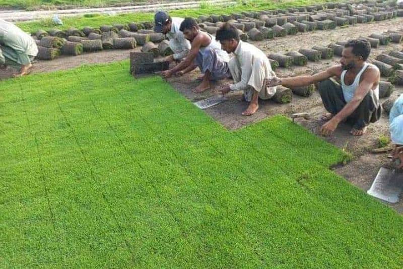 AMERICAN / NATURAL GRASS WHOLESALERS - Al Taj Arfa Nursery 12