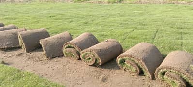 AMERICAN / NATURAL GRASS WHOLESALERS - Al Taj Arfa Nursery