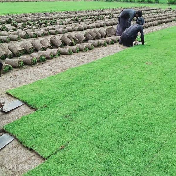 AMERICAN / NATURAL GRASS WHOLESALERS - Al Taj Arfa Nursery 6