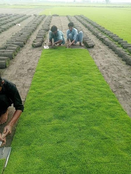 AMERICAN / NATURAL GRASS WHOLESALERS - Al Taj Arfa Nursery 7