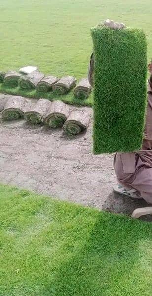 AMERICAN / NATURAL GRASS WHOLESALERS - Al Taj Arfa Nursery 11