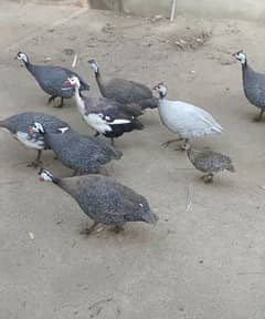 guinea