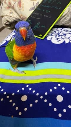 Lorry Rainbow parrot 0
