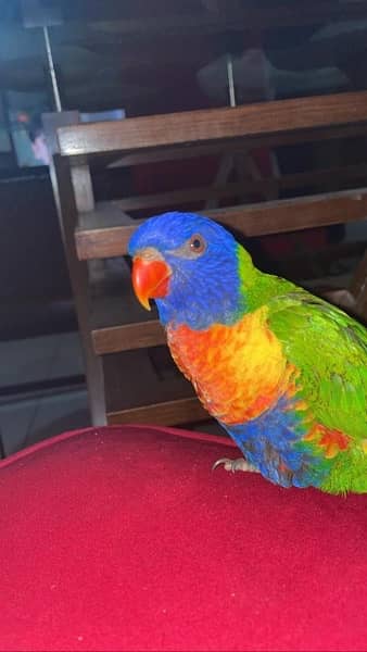Lorikeet Rainbow parrot 1