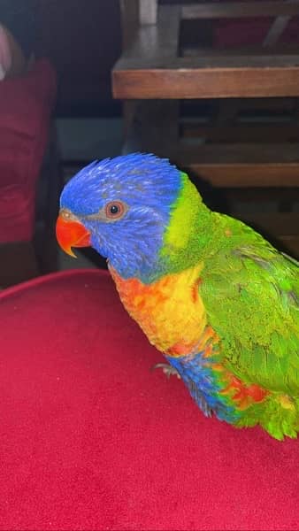 Lorikeet Rainbow parrot 2