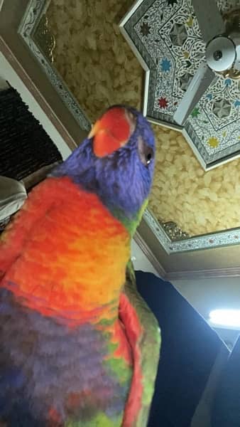 Lorikeet Rainbow parrot 3