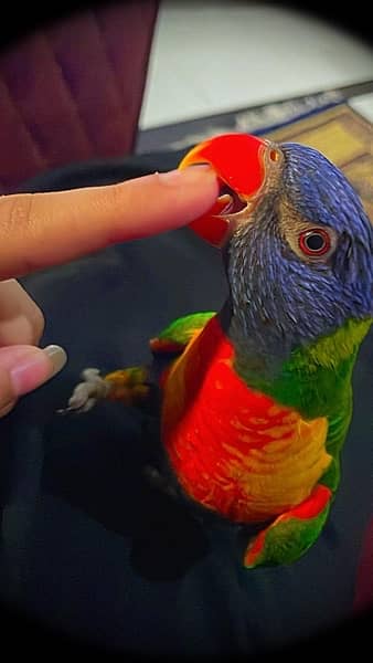 Lorikeet Rainbow parrot 4