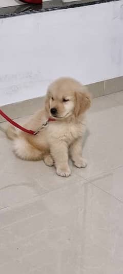 Olx golden retriever hot sale puppies