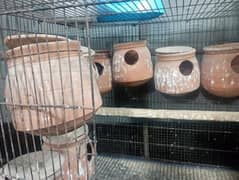 birds breeding matkay ( kojjay)