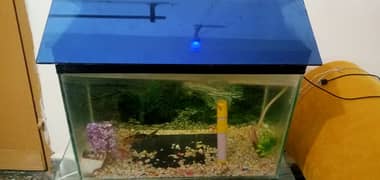 fish aquarium along with fish 0