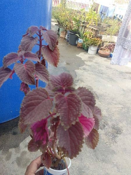 Coleus plant for sale. . . Brown colour. . 0