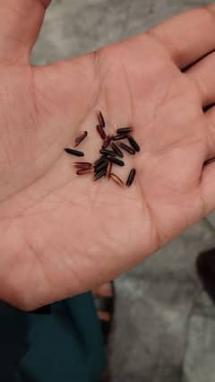 Black Rice seed
