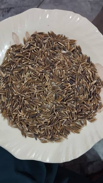 Black Rice seed 1