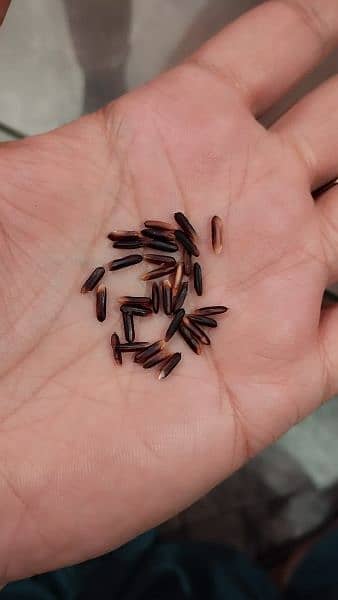 Black Rice seed 2