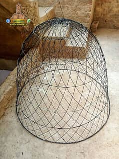 new aseel cage chikoo tokra