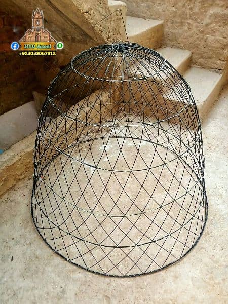 new aseel cage chikoo tokra 1